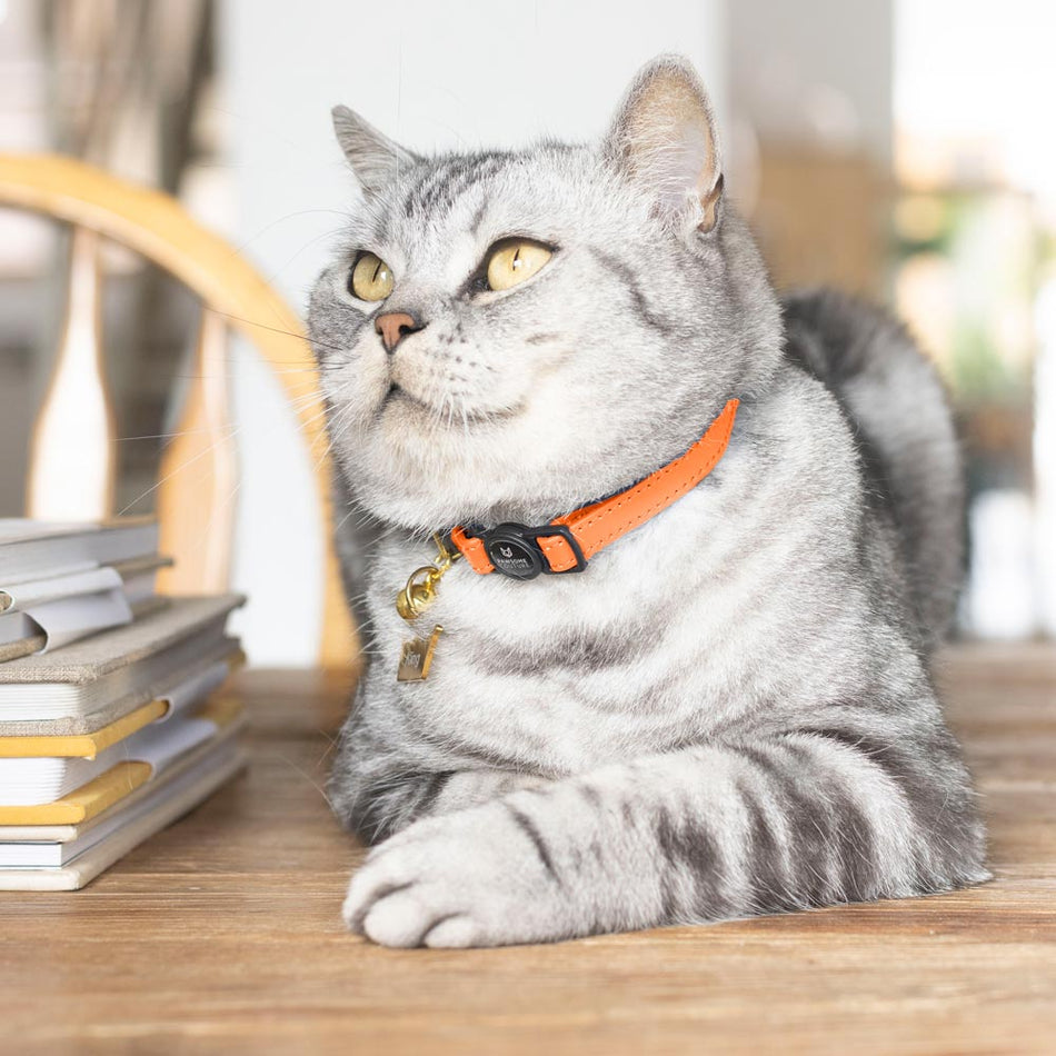 Orange Luxury Leather Cat Collar Image 2
