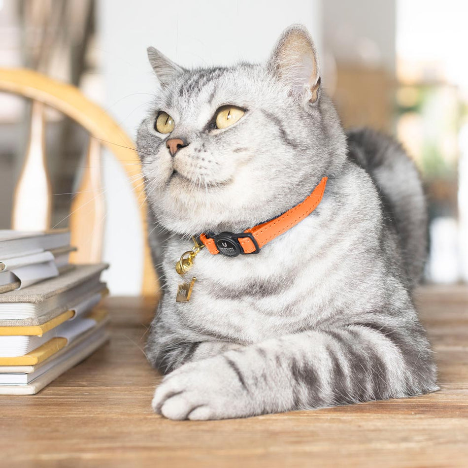Orange Luxury Leather Cat Collar