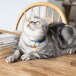 Royal Blue Luxury Leather Cat Collar