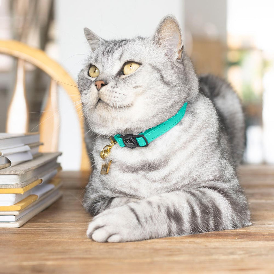 Turquoise Luxury Leather Cat Collar
