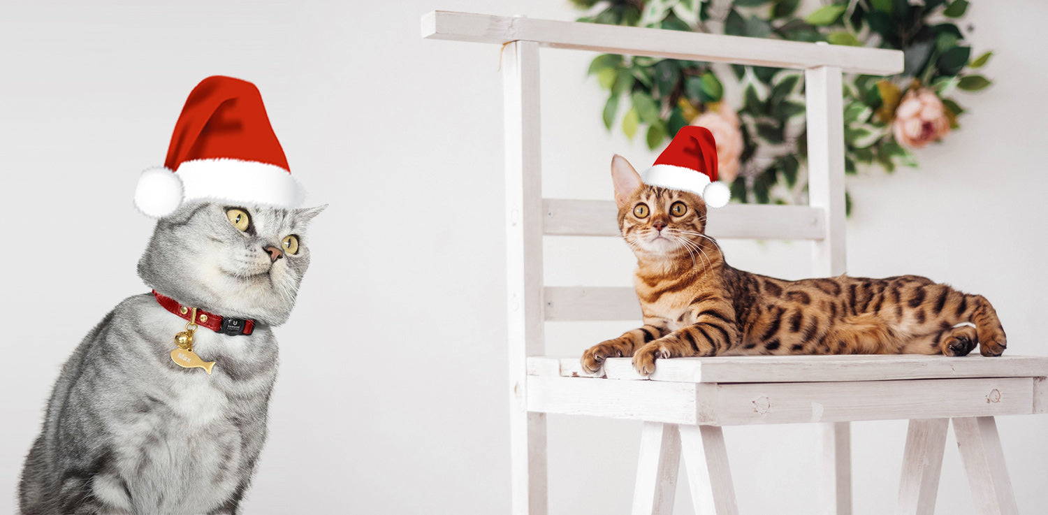 Pawsome Couture® Cat Collars & Cat Beds. Everything Cats.