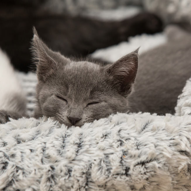 Cloud 9 Stress Reducing Pet Bed - Pawsome Couture