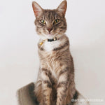 Ivory Leather Cat Collar