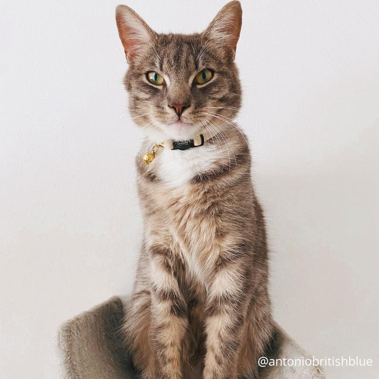 Ivory Leather Cat Collar