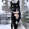 Chili Red Breakaway Cotton Cat Collar by Pawsome Couture - Image 2