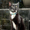 Cotton Cat Collars