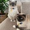 Sky Blue Breakaway Cotton Cat Collar by Pawsome Couture - Image 2