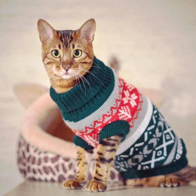 Cozy Winter Sweater - Pawsome Couture