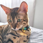 Fish Collar Charm