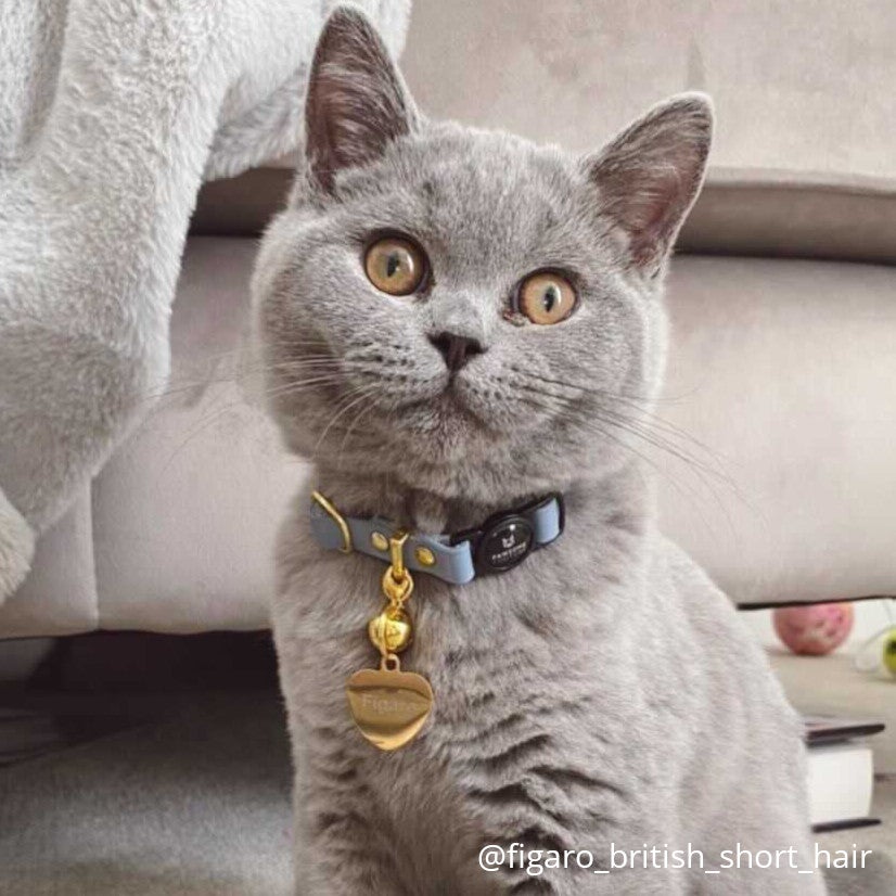Heart Collar Charm