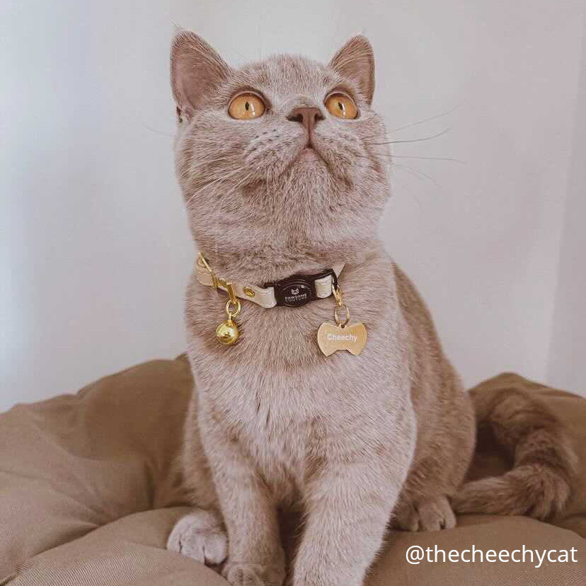 Ivory Luxury Leather Cat Collar Image 4