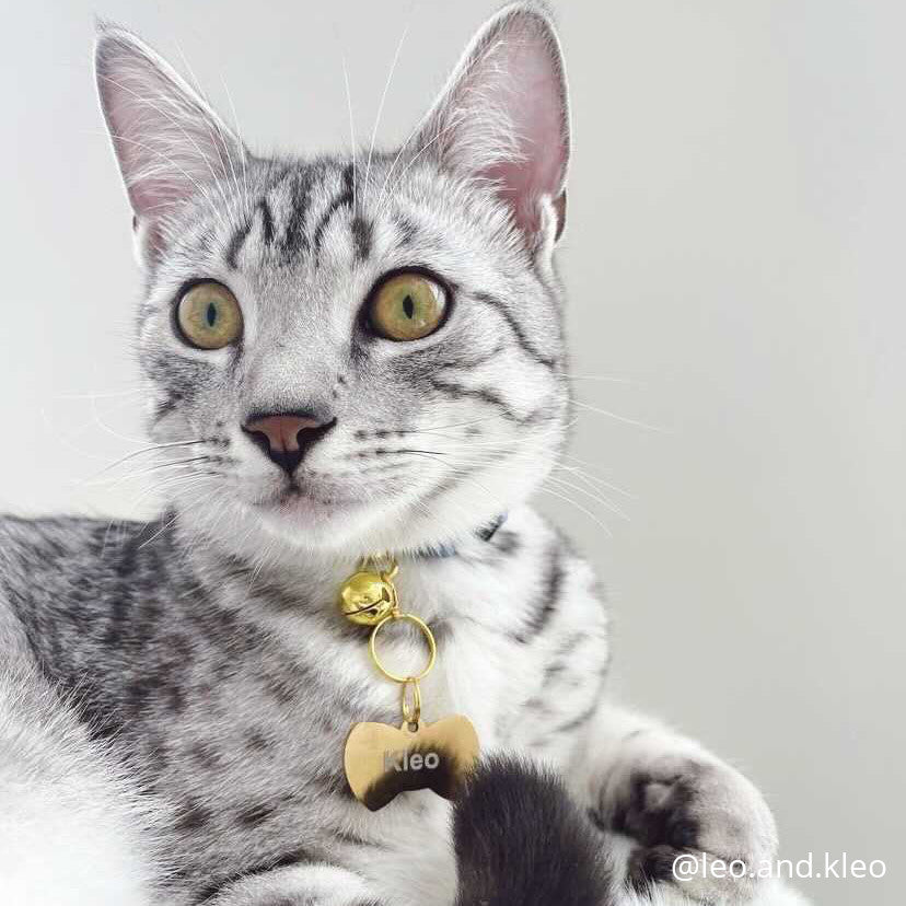 Adorable Cat Wearing Bowtie Shape Pet ID Tag with Cat Name for ID